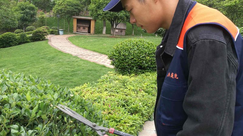 别墅花园植物移栽：细节决定成败**