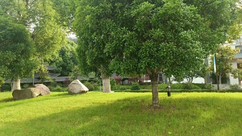 广州草坪养护与修剪：看似相近实则不同的两件事